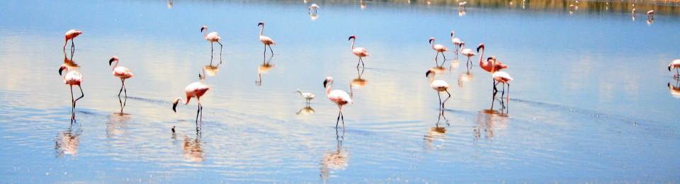 Flamingos Flight